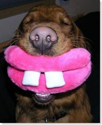 dog-smile