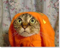 humorous-153_small