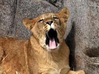 [lion-sm[2].jpg]