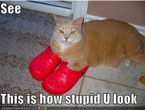 [cat 6.jpg]