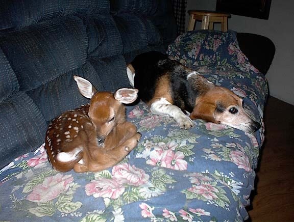[deer[2].jpg]