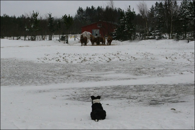 snow5