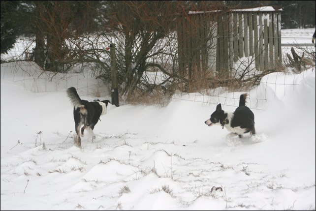 snow9