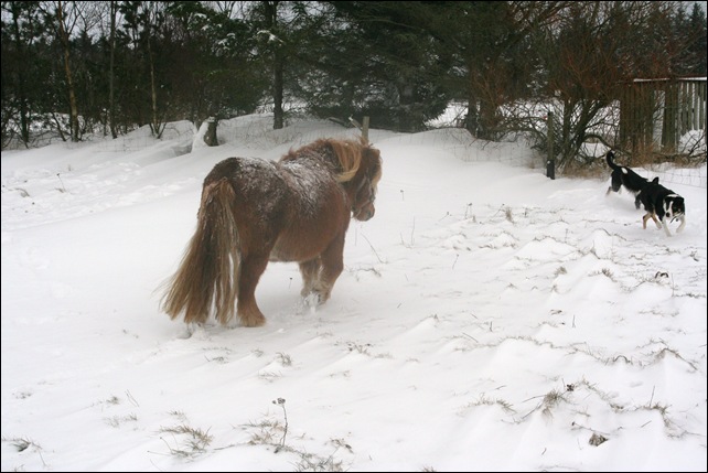 snow11