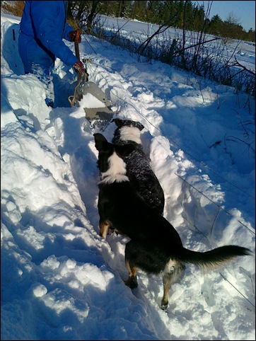 digging7