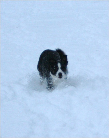 frisbee12[3]