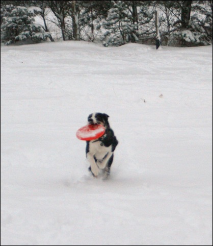 frisbee7
