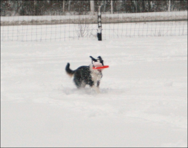 frisbee13