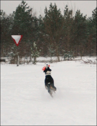 frisbee15