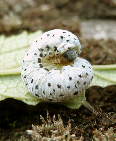 Figwort Sawfly larva Project Noah
