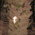 Monkey skull Imagem%20059
