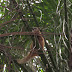 South American Coati Imagem%20090