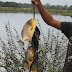Piranha caught by local Imagem%20122