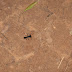 Look at the size of this ant! Rio%20179