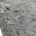 Catfish feeding frenzy Picture%20068