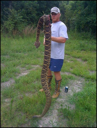 Rattlesnake in Georgia. This is why you wear snake boots.