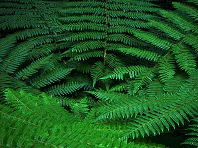 kidds-bush-fern-8.jpg