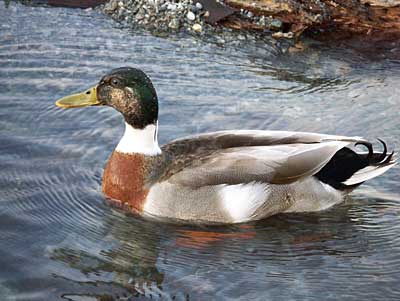 duck-7.jpg