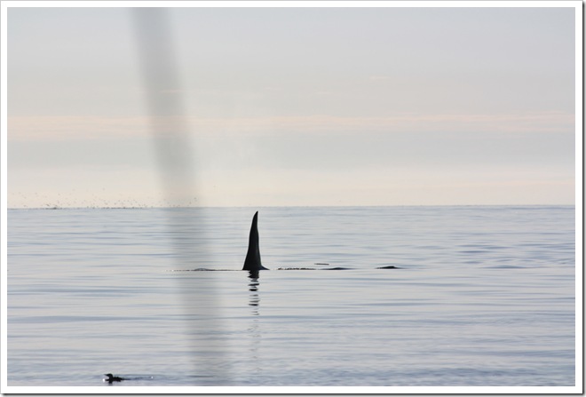 IMG_5218 IMG_5218
