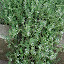 Thyme