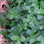 Oregano