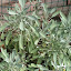 sage