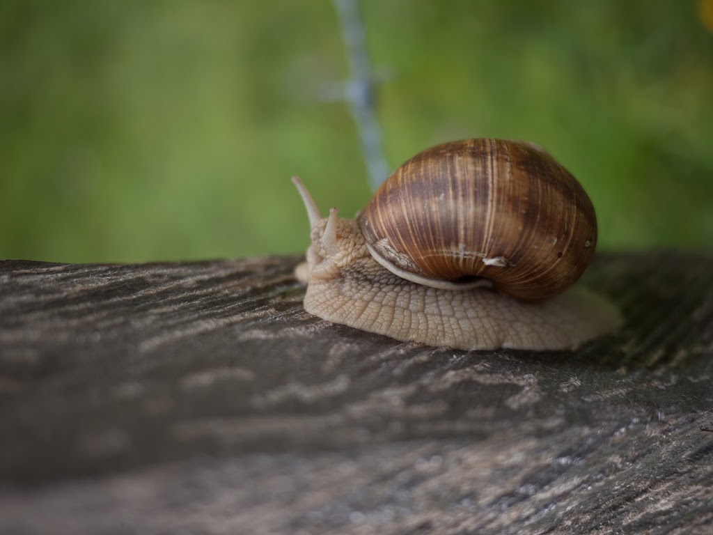 Mr. Snail we saw on hike