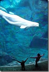 beluga