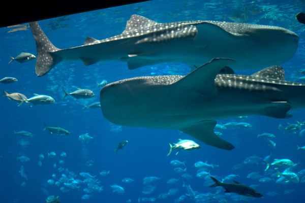 [whalesharks in large tank[2].jpg]