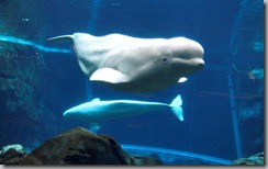 belugas swimming