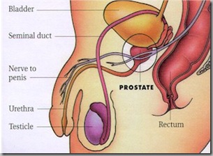 prostrate prostrate