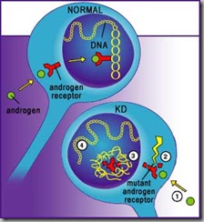 Androgen Receptor with KD Androgen Receptor with KD