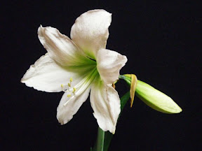 White Mont Blance Amaryllis