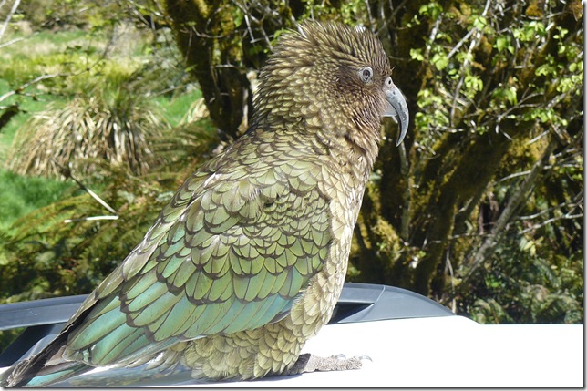 kea 1
