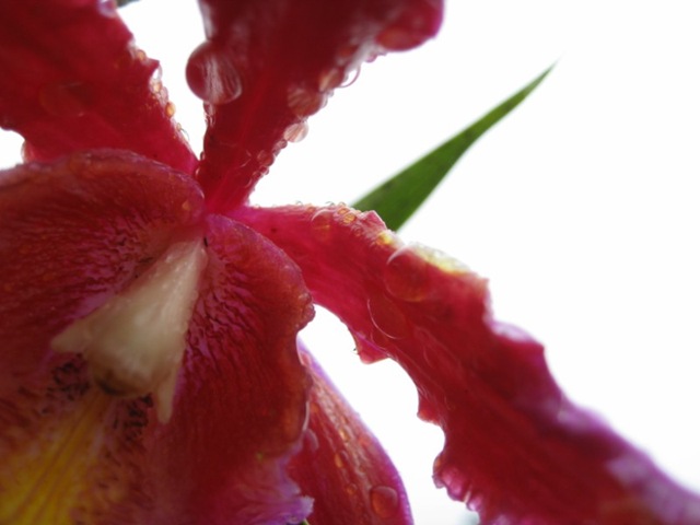 [IMG_2060800x6002.jpg]