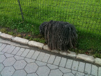 IMG_0888.JPG Photo