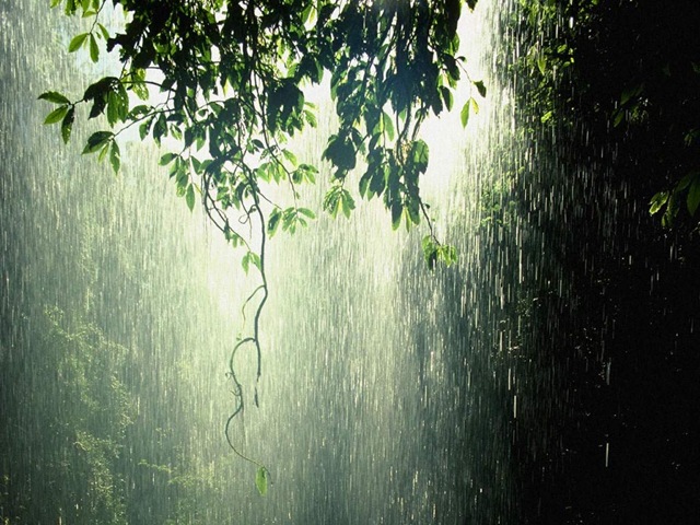 [rain_forest_tropic[5].jpg]
