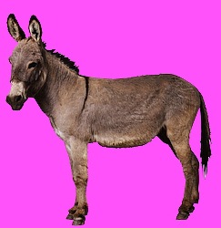 [Donkey-2123a[50].jpg]