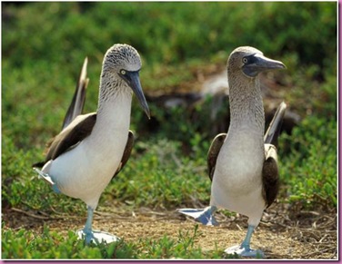 blue footed booby 3 (2)