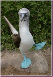 blue footed booby2