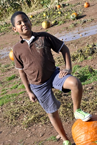 pumpkin patch 1 pumpkin patch 1