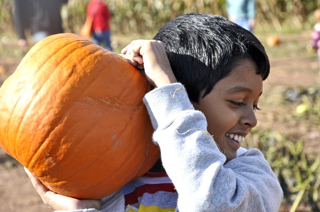 pumpkin patch 8 pumpkin patch 8
