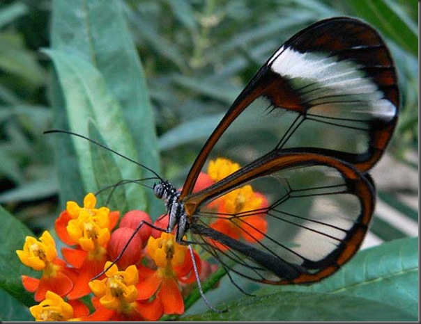 Excelentes fotografias de Animais (8)