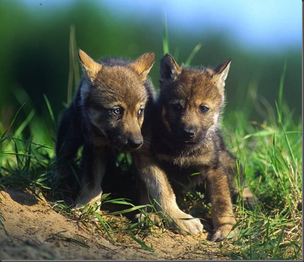 Lindas imagens de animais por Andris Eglitis (29)