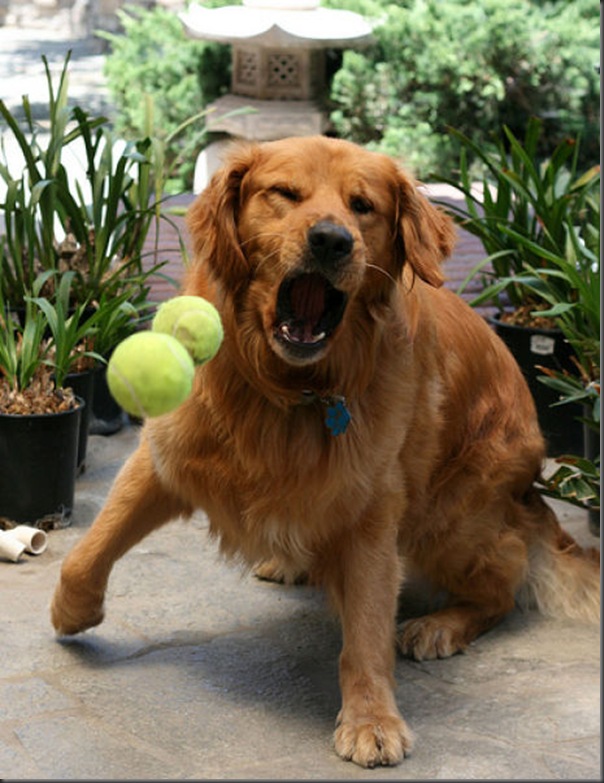Cachorros e bolas de tênis (13)