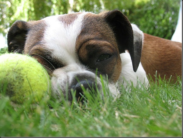 Cachorros e bolas de tênis (6)
