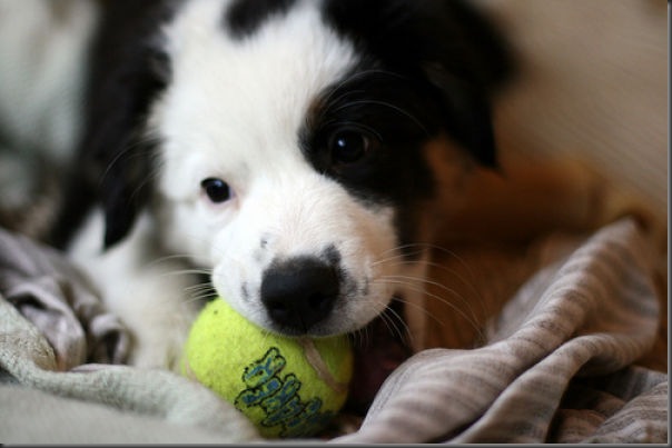 Cachorros e bolas de tênis (2)