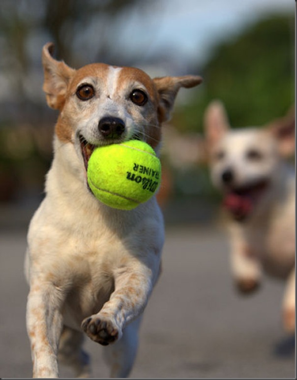 Cachorros e bolas de tênis (1)