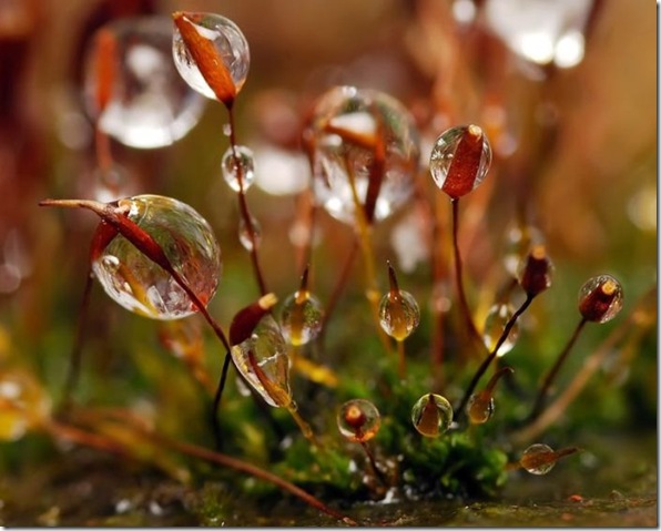 lindas imagens de gotas d'agua (4)