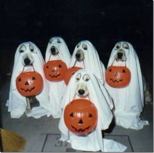 Fotos engraçadas dos Halloween (2)